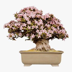 Satsuki Azalea Large Trunk Pink Rhododendron Indicum Bonsai Tree Remastered