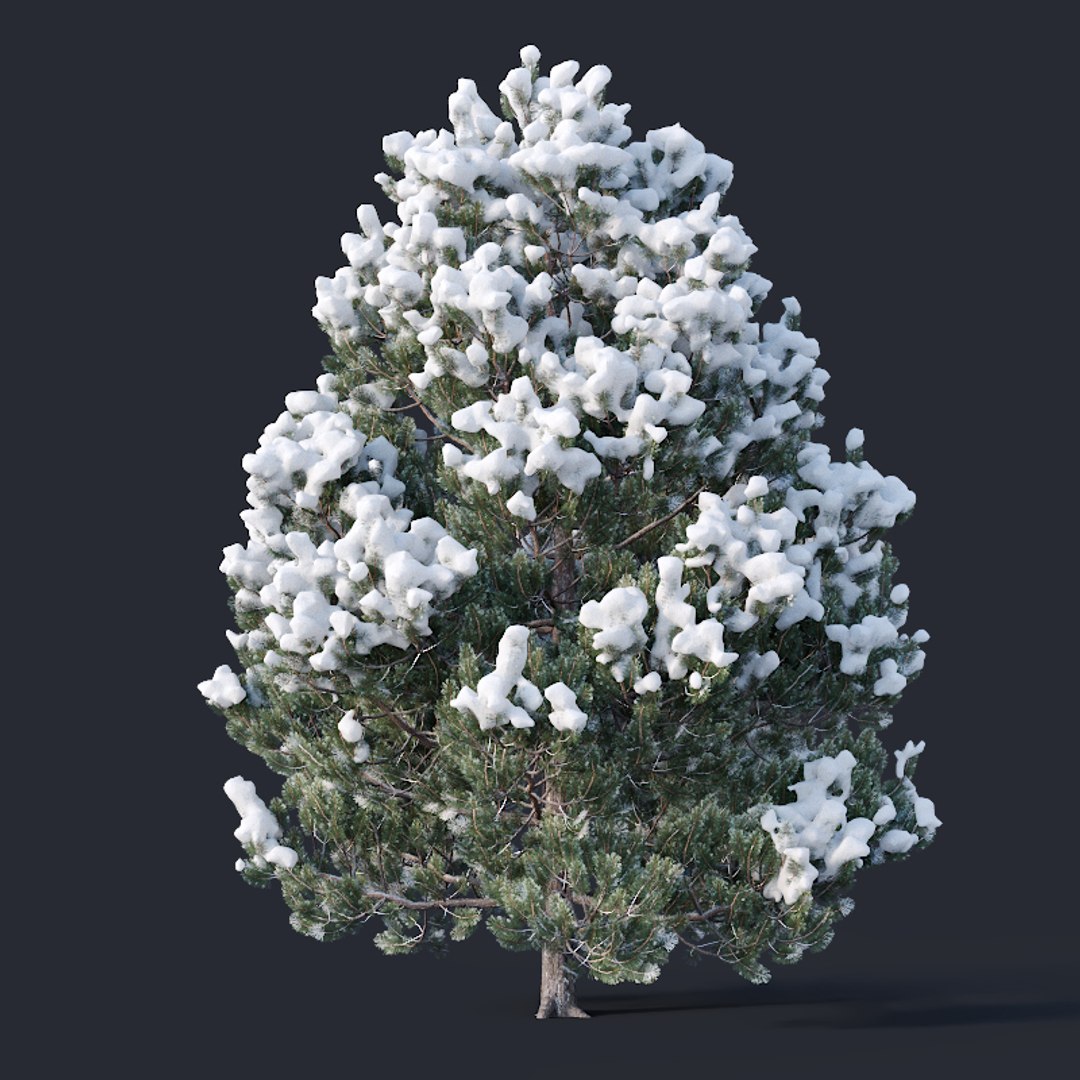 pines snow needles 3D model https://p.turbosquid.com/ts-thumb/UJ/SVJwkl/4VXZJCdA/pine4/jpg/1560759351/1920x1080/fit_q87/d837a9204b5dfe455631e2887b824b99e4d78197/pine4.jpg