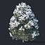 Pinus sylvestris # 9 H3.3-6.5m 겨울 5 그루의 나무 세트