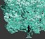 Pinus sylvestris # 9 H3.3-6.5m 겨울 5 그루의 나무 세트