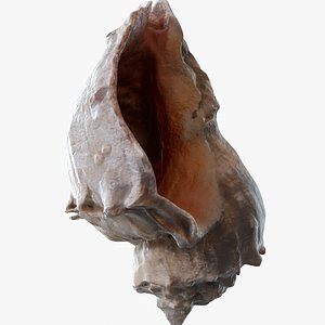 Conch shell