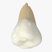 Human Wisdom Teeth Upper Third Molar