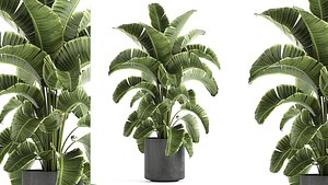 decorative banana palm interior 3D model