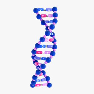 DNA Double Helix to Ladder 3D model
