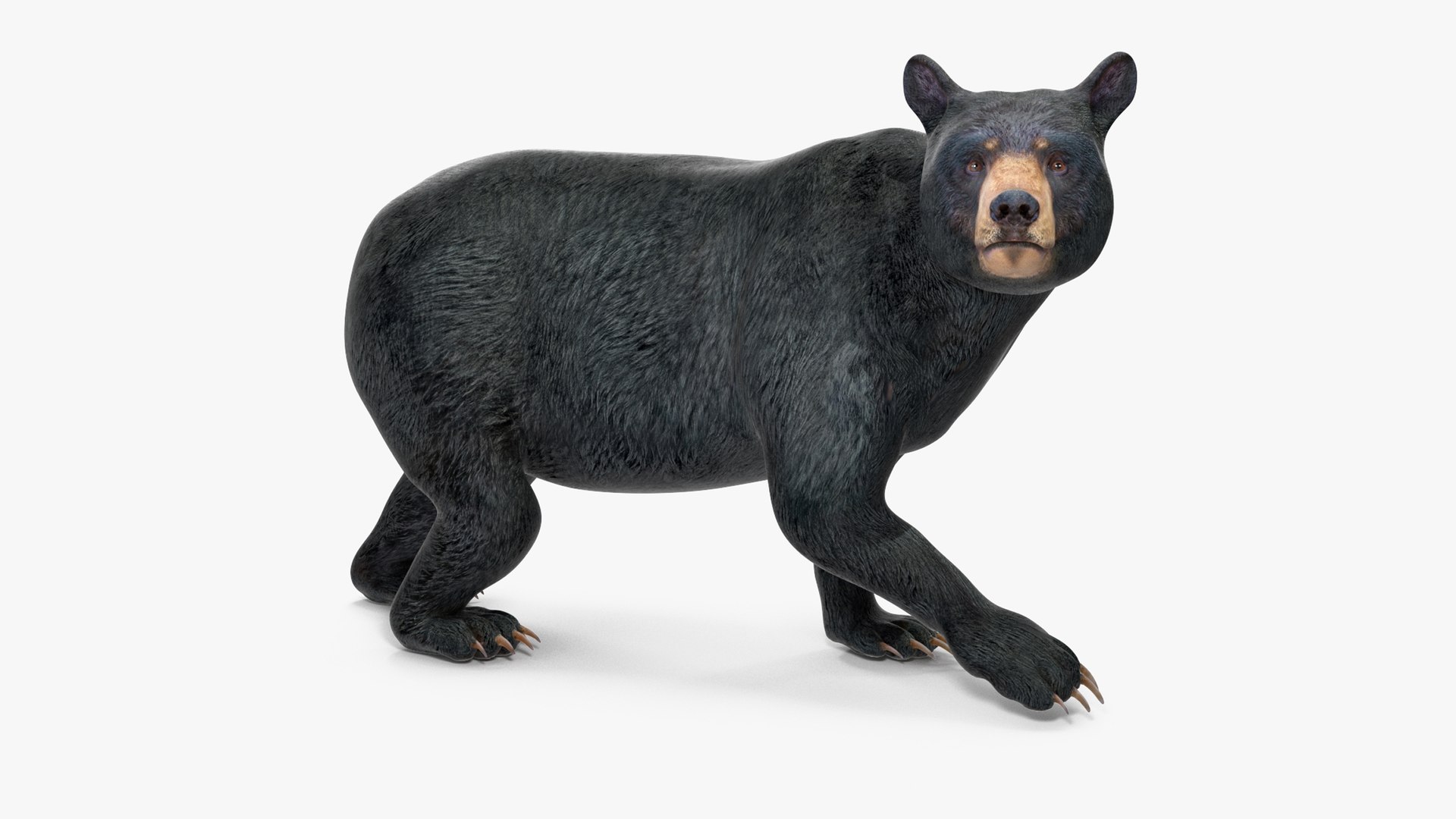 Black Bear Rigged for Maya 3D model preview