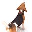 Beagle Standing