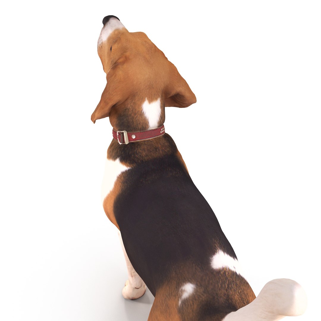 3D beagle standing model https://p.turbosquid.com/ts-thumb/UJ/ijuC0U/A7mpReMO/00011/jpg/1503342007/1920x1080/fit_q87/8d9eb97411d33abd0c3fa368b5042bfce8f429e4/00011.jpg