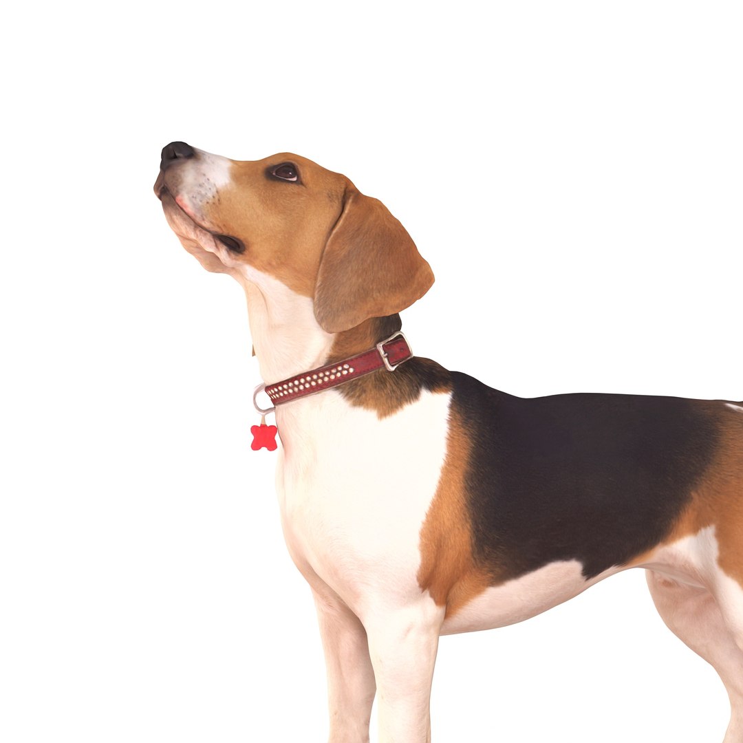 3D beagle standing model https://p.turbosquid.com/ts-thumb/UJ/ijuC0U/EgRckGxk/00002/jpg/1503342007/1920x1080/fit_q87/b773b4321d20d46661f85ebfc14e1817d8252af3/00002.jpg