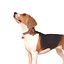 Beagle Standing
