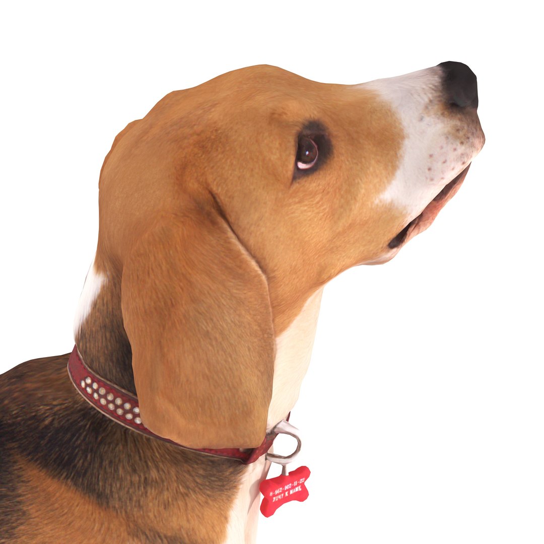 3D beagle standing model https://p.turbosquid.com/ts-thumb/UJ/ijuC0U/Ynu9QcQ5/00007/jpg/1503342007/1920x1080/fit_q87/eaf5cf9db8e09a09d695a90121283776c673929e/00007.jpg