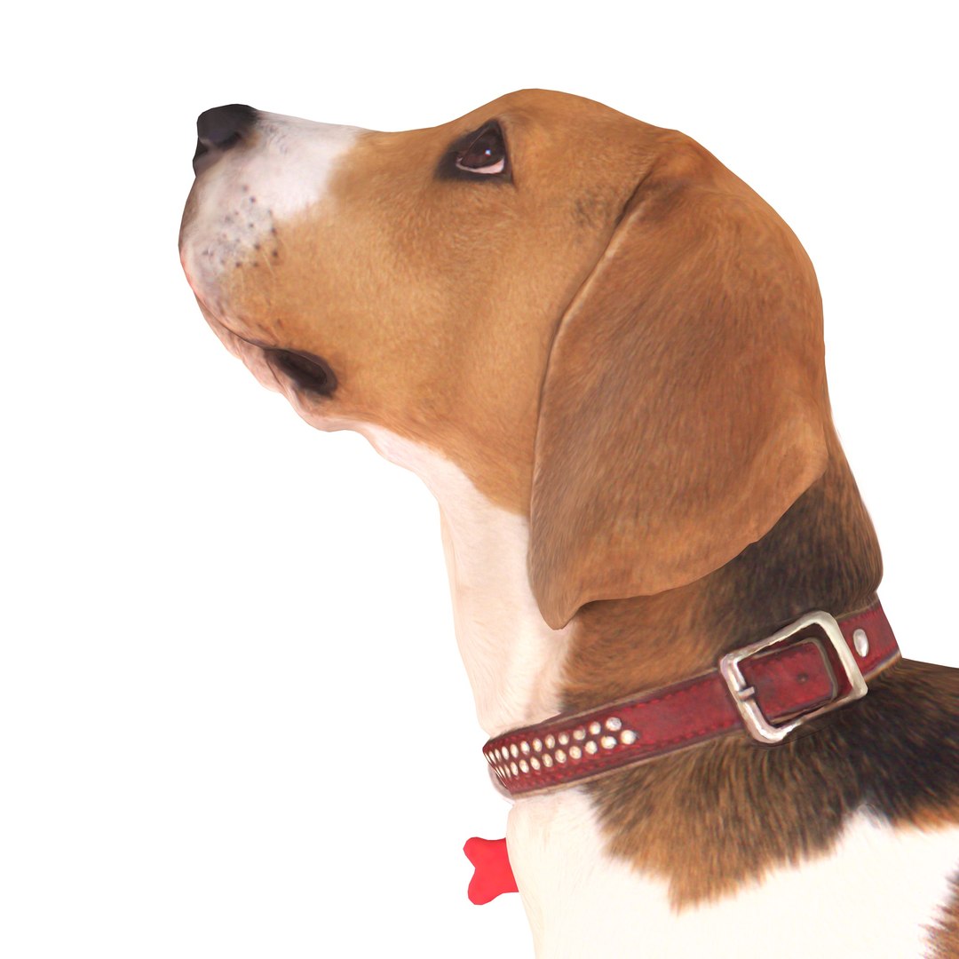 3D beagle standing model https://p.turbosquid.com/ts-thumb/UJ/ijuC0U/g6dGVDha/00004/jpg/1503342007/1920x1080/fit_q87/92107a462b0abca521da282bb814609265c9b51f/00004.jpg