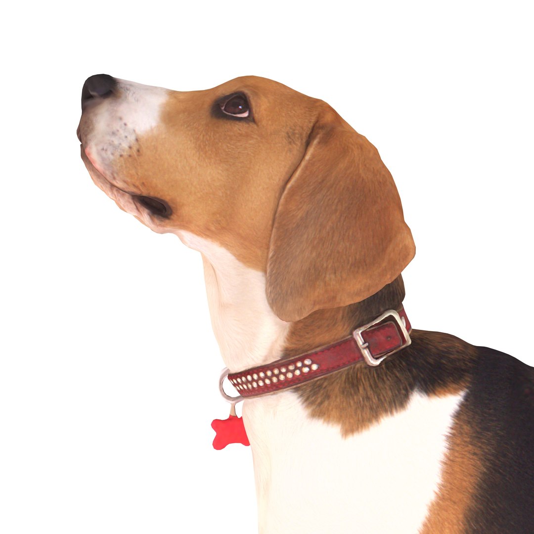 3D beagle standing model https://p.turbosquid.com/ts-thumb/UJ/ijuC0U/rTkdxopP/00001/jpg/1503342007/1920x1080/fit_q87/a9434f8cc4acf6cea9694be5d97094103147ae34/00001.jpg