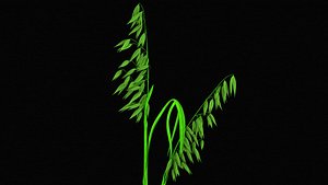 Oat Plant