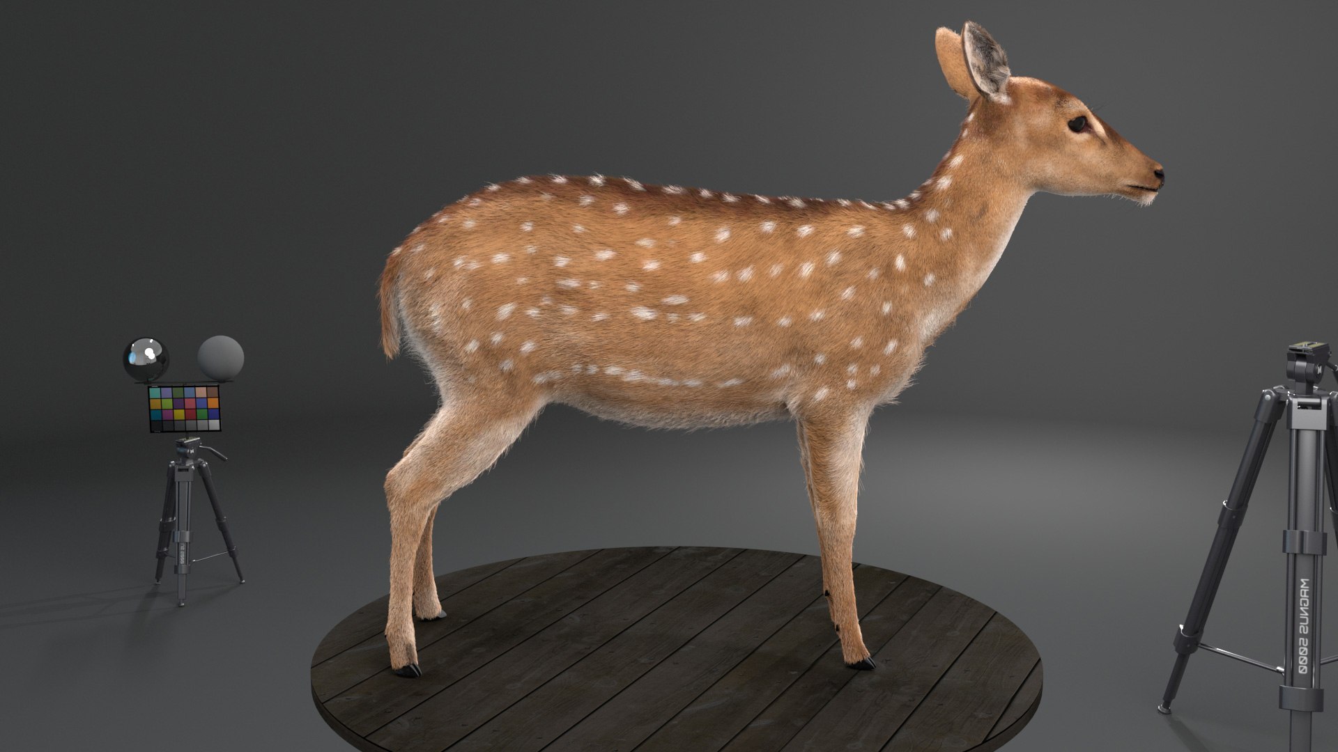 Asian Deer 3D Model - TurboSquid 2240933