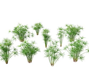 Cyperus alternifolius - Umbrella Sedge