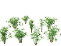 Cyperus alternifolius - Umbrella Sedge