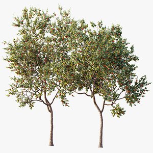 3D AV Plant Diospyros Kaki Persimmon Fruit Tree 01
