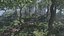 Forest Scene
