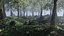 Forest Scene