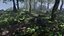 Forest Scene