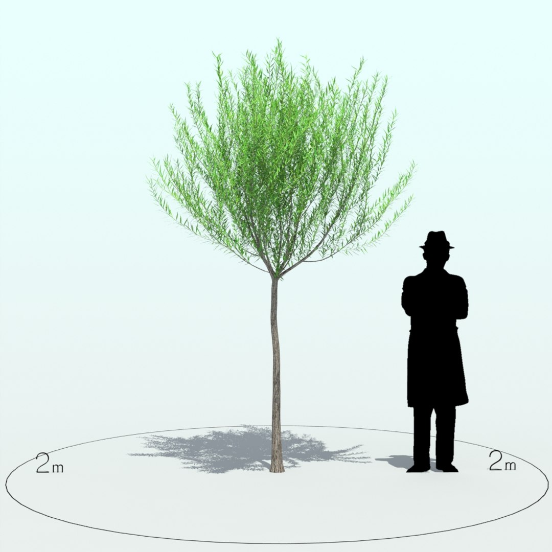 willow tree x https://p.turbosquid.com/ts-thumb/UK/DNWswW/4V92e78t/willow_tre_005_1/jpg/1453970245/1920x1080/fit_q87/8ec3cc8f431b5eda8da05f31b757f8d75abcaa36/willow_tre_005_1.jpg