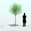 Willow Tree_005