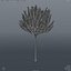 Willow Tree_005