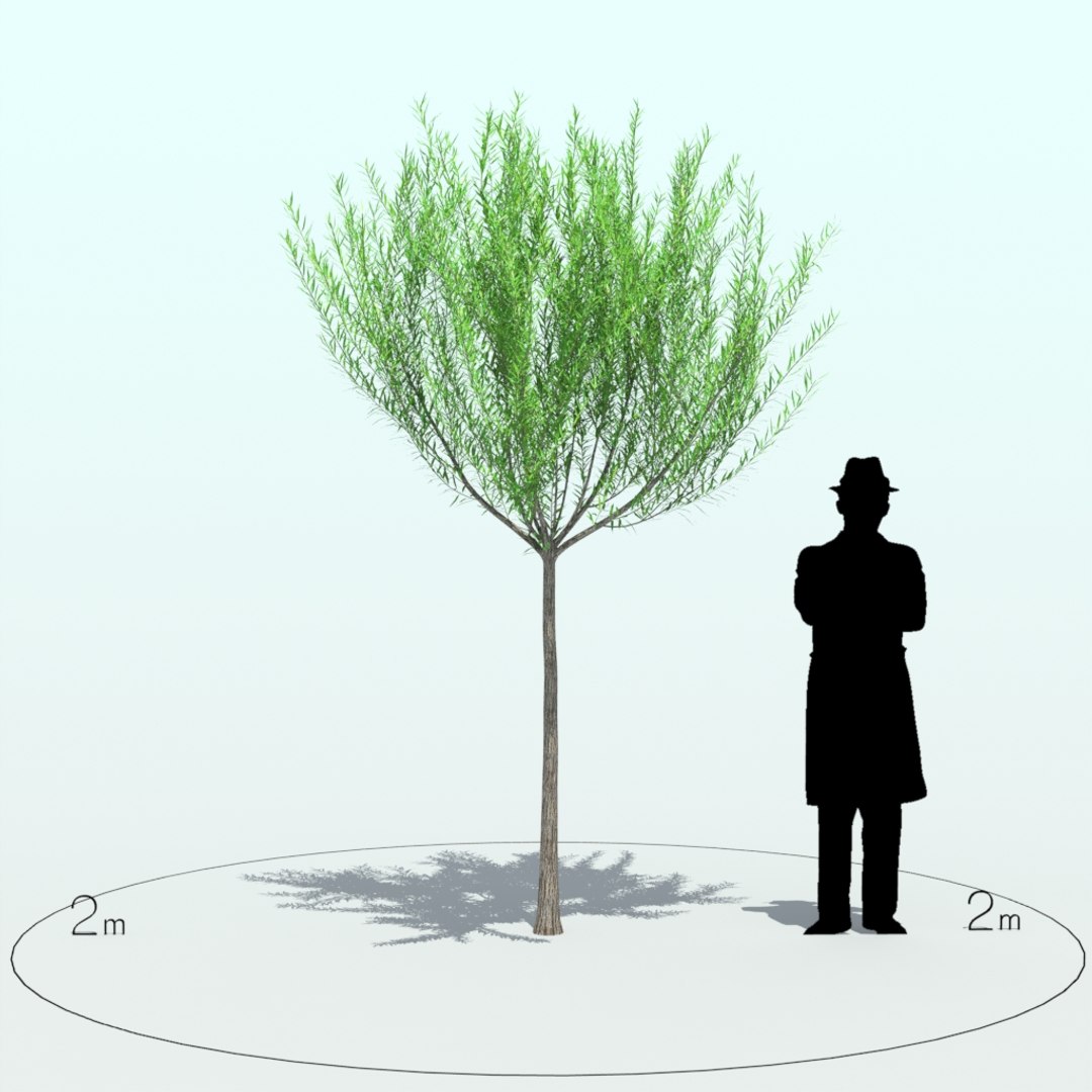 willow tree x https://p.turbosquid.com/ts-thumb/UK/DNWswW/McHKfK7m/willow_tre_005_4/jpg/1453970245/1920x1080/fit_q87/a8e620027a917407fdf6356a9c6c0ee15ebeb4da/willow_tre_005_4.jpg