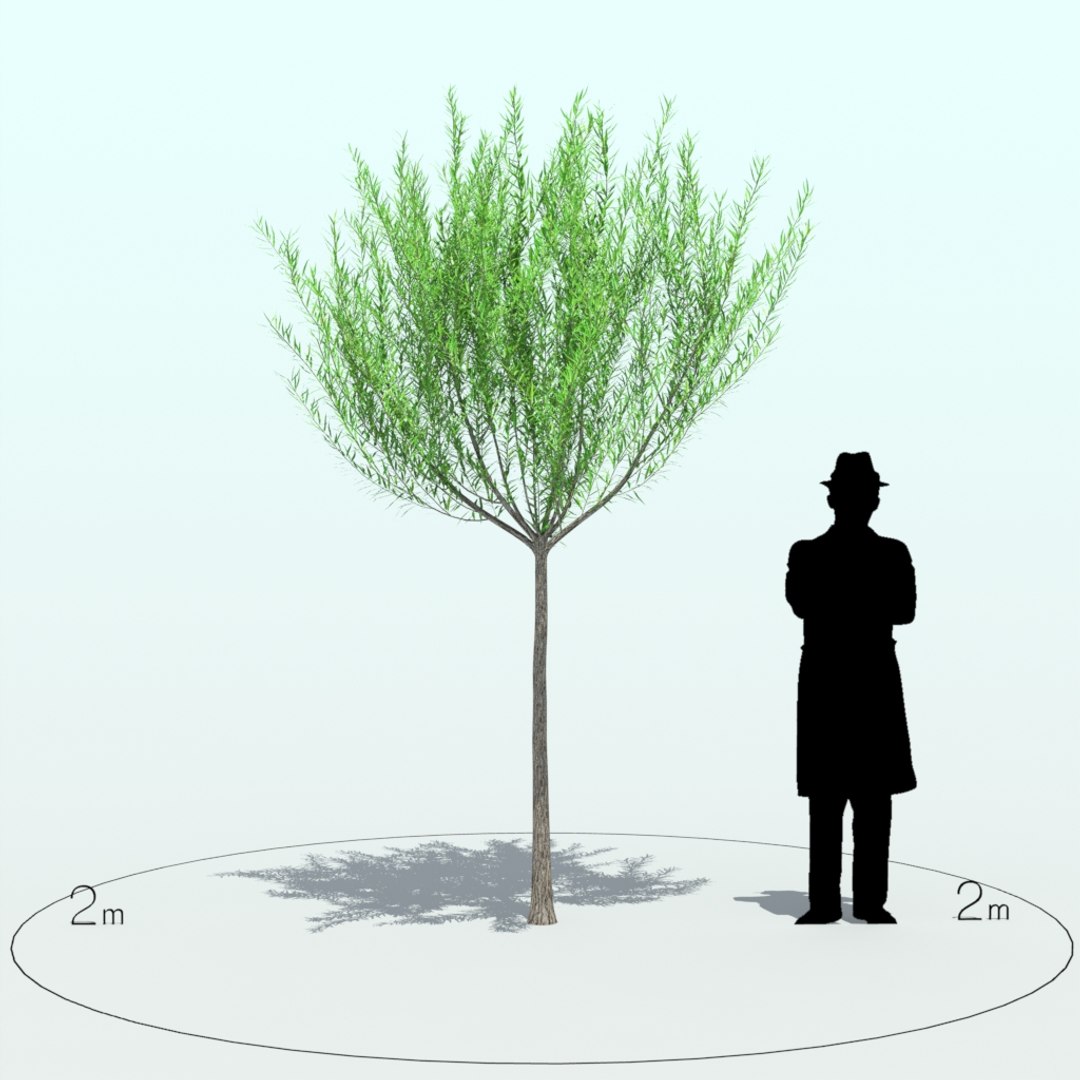 willow tree x https://p.turbosquid.com/ts-thumb/UK/DNWswW/ZeeMuO63/willow_tre_005_2/jpg/1453970245/1920x1080/fit_q87/e53465161a06776482d81ea3ded2eb12173287c3/willow_tre_005_2.jpg