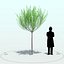 Willow Tree_005