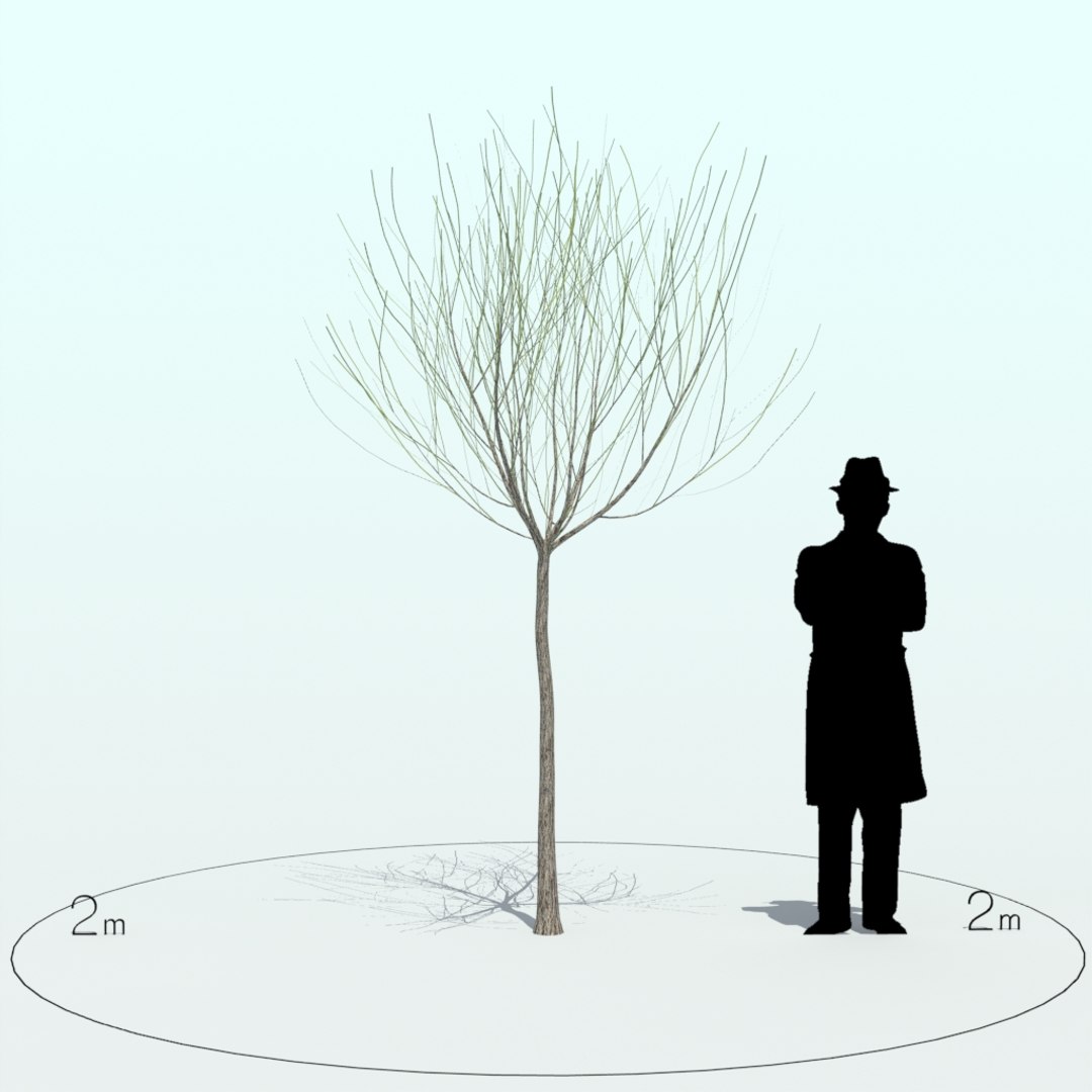 willow tree x https://p.turbosquid.com/ts-thumb/UK/DNWswW/hZ3ZGP20/willow_tre_005_5/jpg/1453970245/1920x1080/fit_q87/6737017487c94d4a344aaaf2fce736966462ac34/willow_tre_005_5.jpg