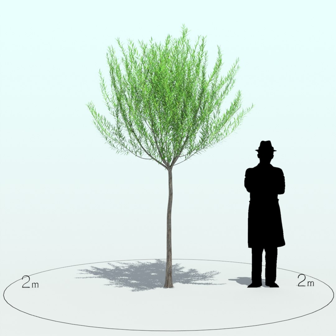 willow tree x https://p.turbosquid.com/ts-thumb/UK/DNWswW/kiTTYe87/willow_tre_005_3/jpg/1453970245/1920x1080/fit_q87/e2c2eb7dfa114b3702951b73a2634e35a841d08e/willow_tre_005_3.jpg