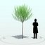 Willow Tree_005