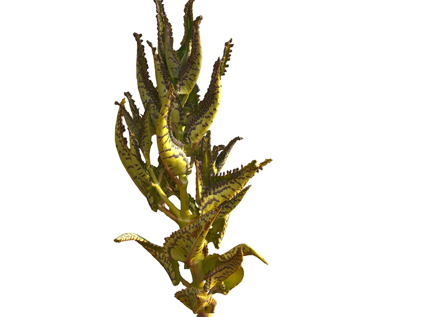 tropical plants scan 8k model https://p.turbosquid.com/ts-thumb/UK/ELLJ3r/2yJ2kR2M/0/jpg/1565170401/1920x1080/fit_q87/3256bbb272b94bab60d22a760cfc7b3b92852fd1/0.jpg