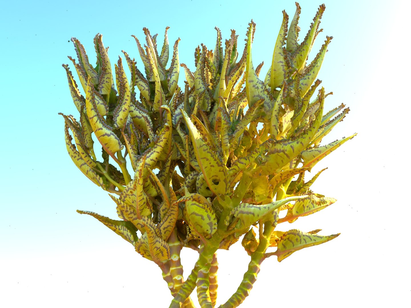 tropical plants scan 8k model https://p.turbosquid.com/ts-thumb/UK/ELLJ3r/Bby6kYAq/889789009/jpg/1565170402/1920x1080/fit_q87/8df46a6593fec88e6920c9523e85d365c12a81ea/889789009.jpg