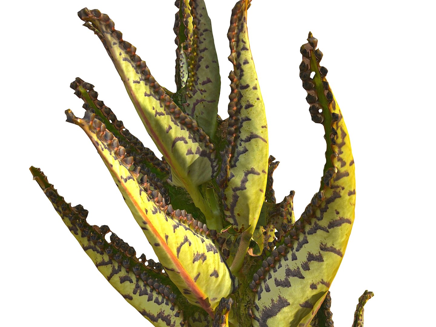 tropical plants scan 8k model https://p.turbosquid.com/ts-thumb/UK/ELLJ3r/DNk0ToEq/900/jpg/1565170402/1920x1080/fit_q87/2f7472a7f12edb979cea4c84cc08fdd7c8757d85/900.jpg