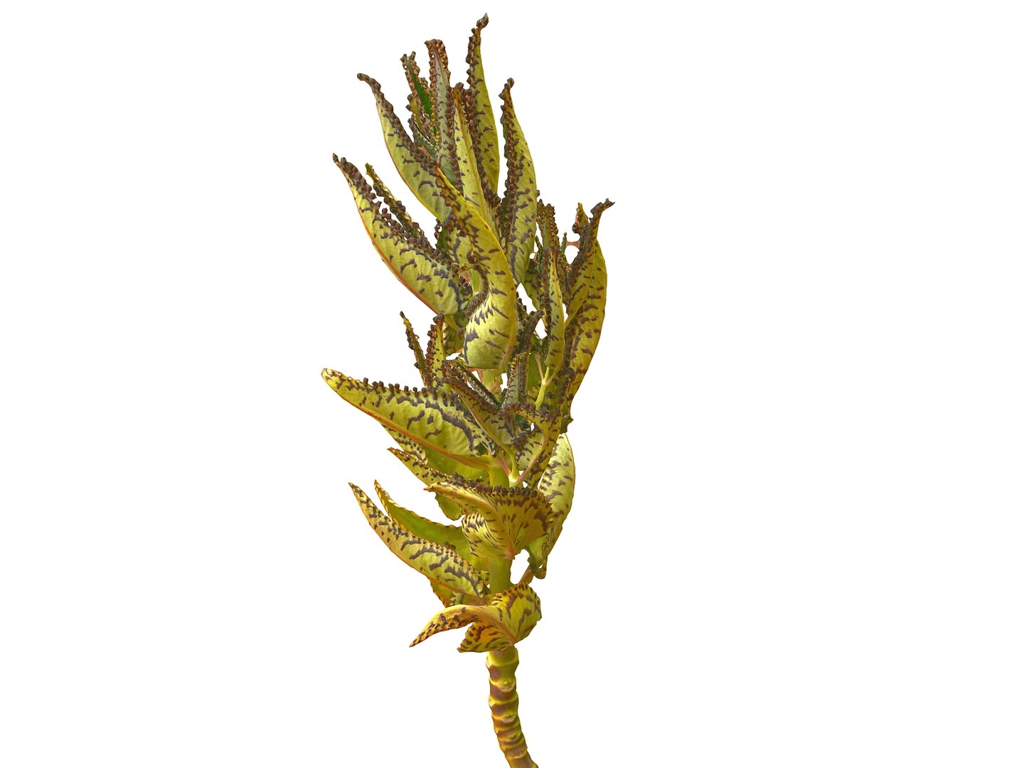 tropical plants scan 8k model https://p.turbosquid.com/ts-thumb/UK/ELLJ3r/DjhUBD2j/09/jpg/1565170402/1920x1080/fit_q87/a7c4fd249c37f2937009564b8277bf661646f323/09.jpg