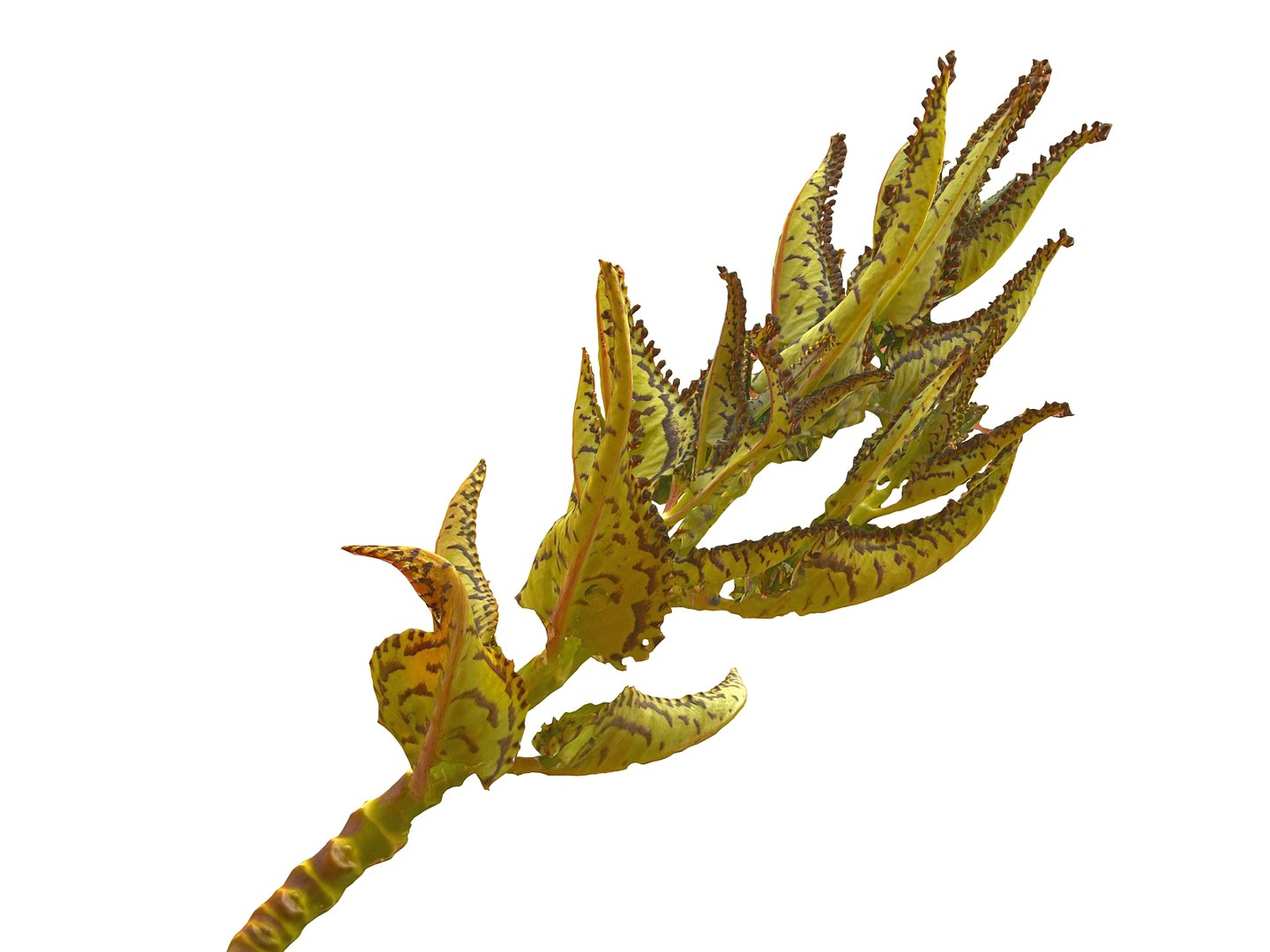 tropical plants scan 8k model https://p.turbosquid.com/ts-thumb/UK/ELLJ3r/NVBYaEPr/0990/jpg/1565170402/1920x1080/fit_q87/e8fdc784ac3b3574570d9ecfb17ce6fd8ec262db/0990.jpg