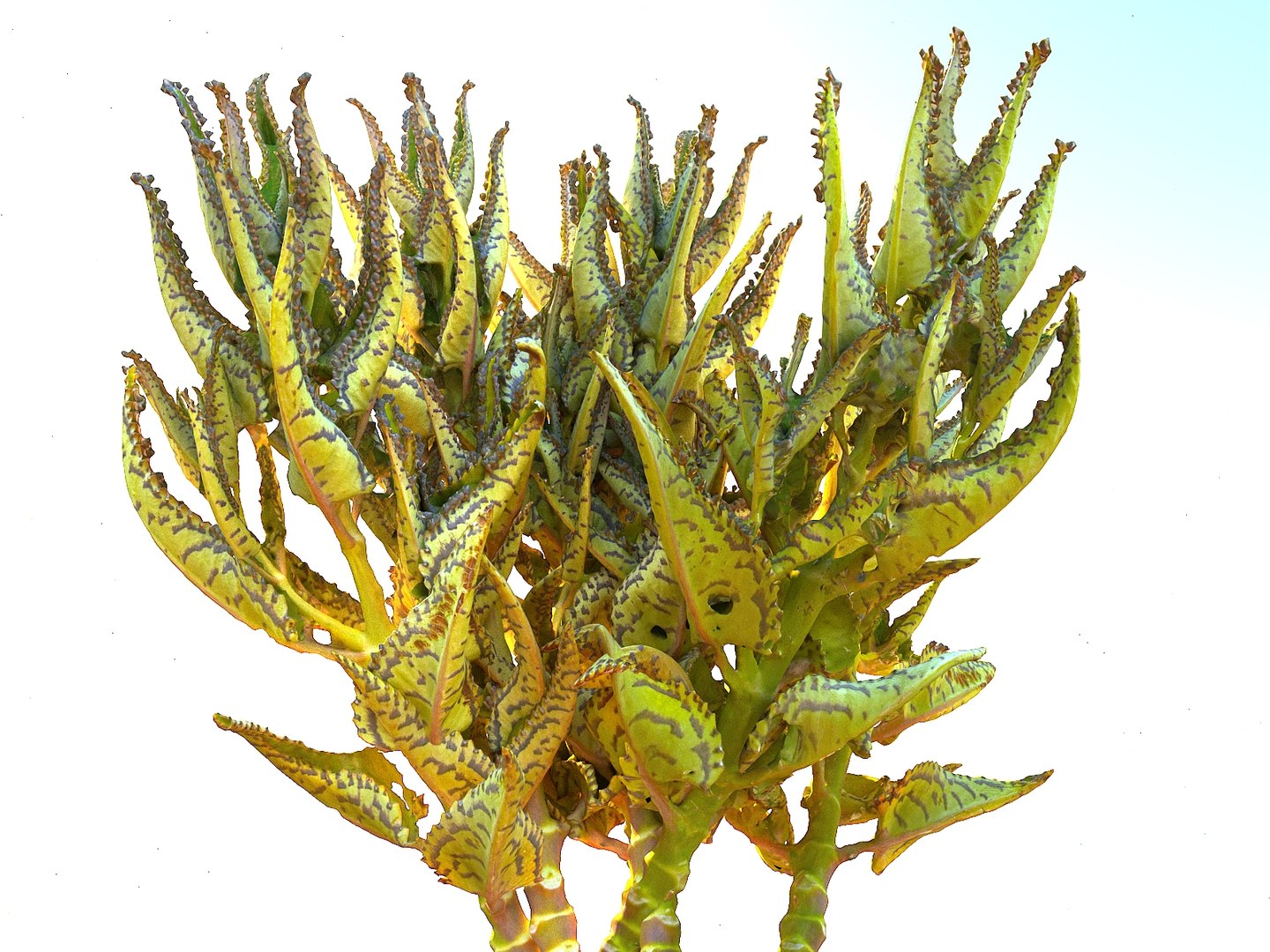 tropical plants scan 8k model https://p.turbosquid.com/ts-thumb/UK/ELLJ3r/Oo48mo6u/99089/jpg/1565170402/1920x1080/fit_q87/28abf449daa55423549acdf10fa85f59e78fa0ce/99089.jpg