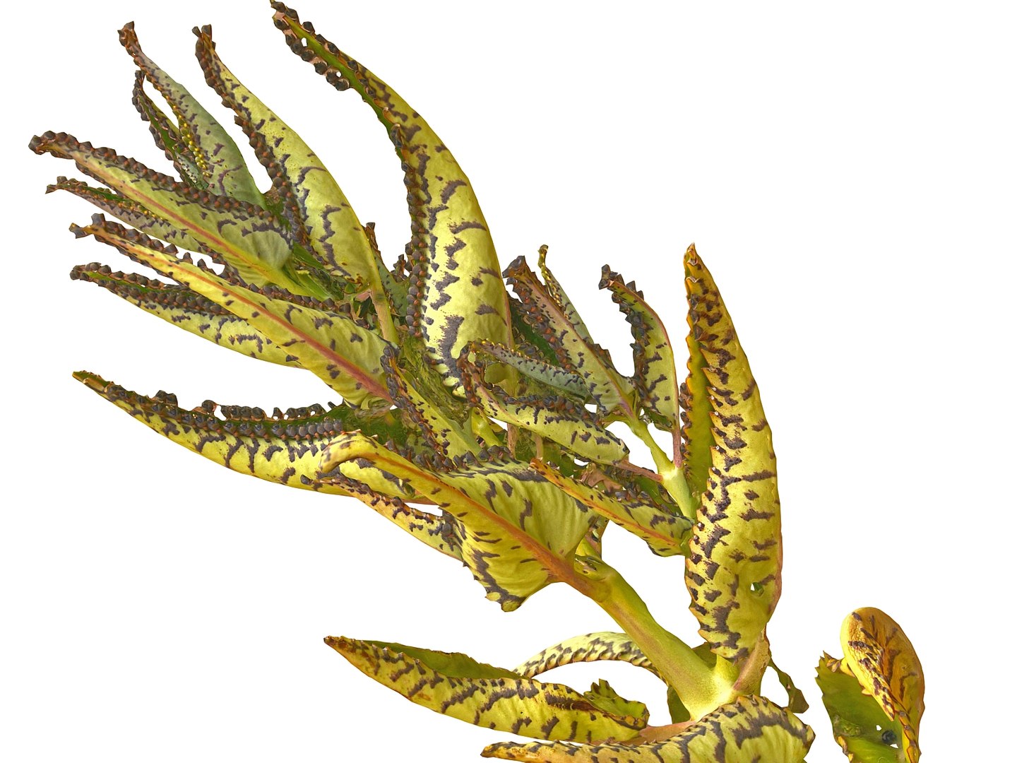 tropical plants scan 8k model https://p.turbosquid.com/ts-thumb/UK/ELLJ3r/VL8mi0n7/09000/jpg/1565170384/1920x1080/fit_q87/dfe6b78257c53d0ed6f04bacef886bccc4e3fb79/09000.jpg