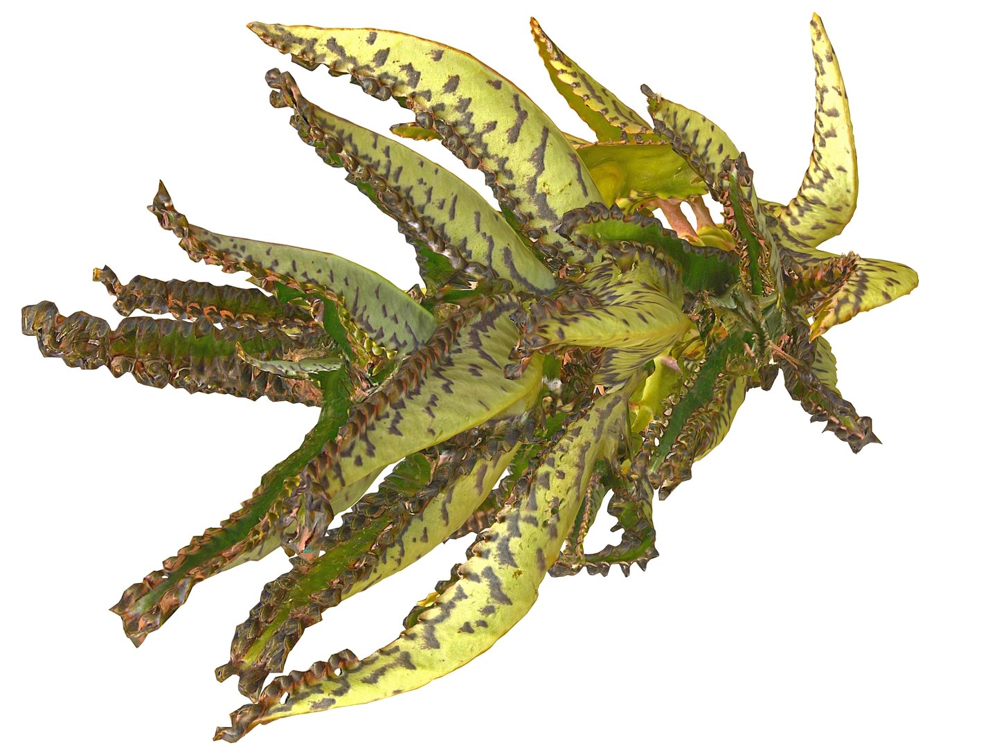 tropical plants scan 8k model https://p.turbosquid.com/ts-thumb/UK/ELLJ3r/XSt2bBYL/090/jpg/1565170384/1920x1080/fit_q87/7437656781d3a9d0130ea7de7b4a8a2fe0952e36/090.jpg