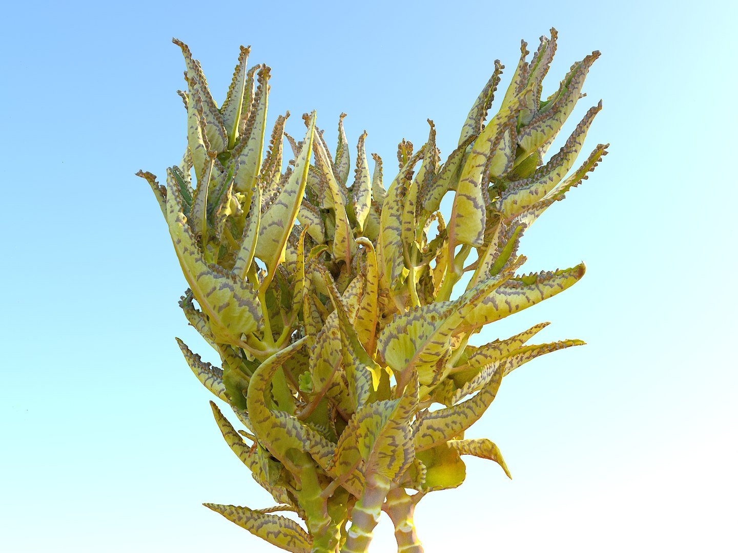 tropical plants scan 8k model https://p.turbosquid.com/ts-thumb/UK/ELLJ3r/XxrX5wUP/8897890/jpg/1565170402/1920x1080/fit_q87/b0fd68b8ba107f4334ad11418dfb1dcaf2fc92d1/8897890.jpg