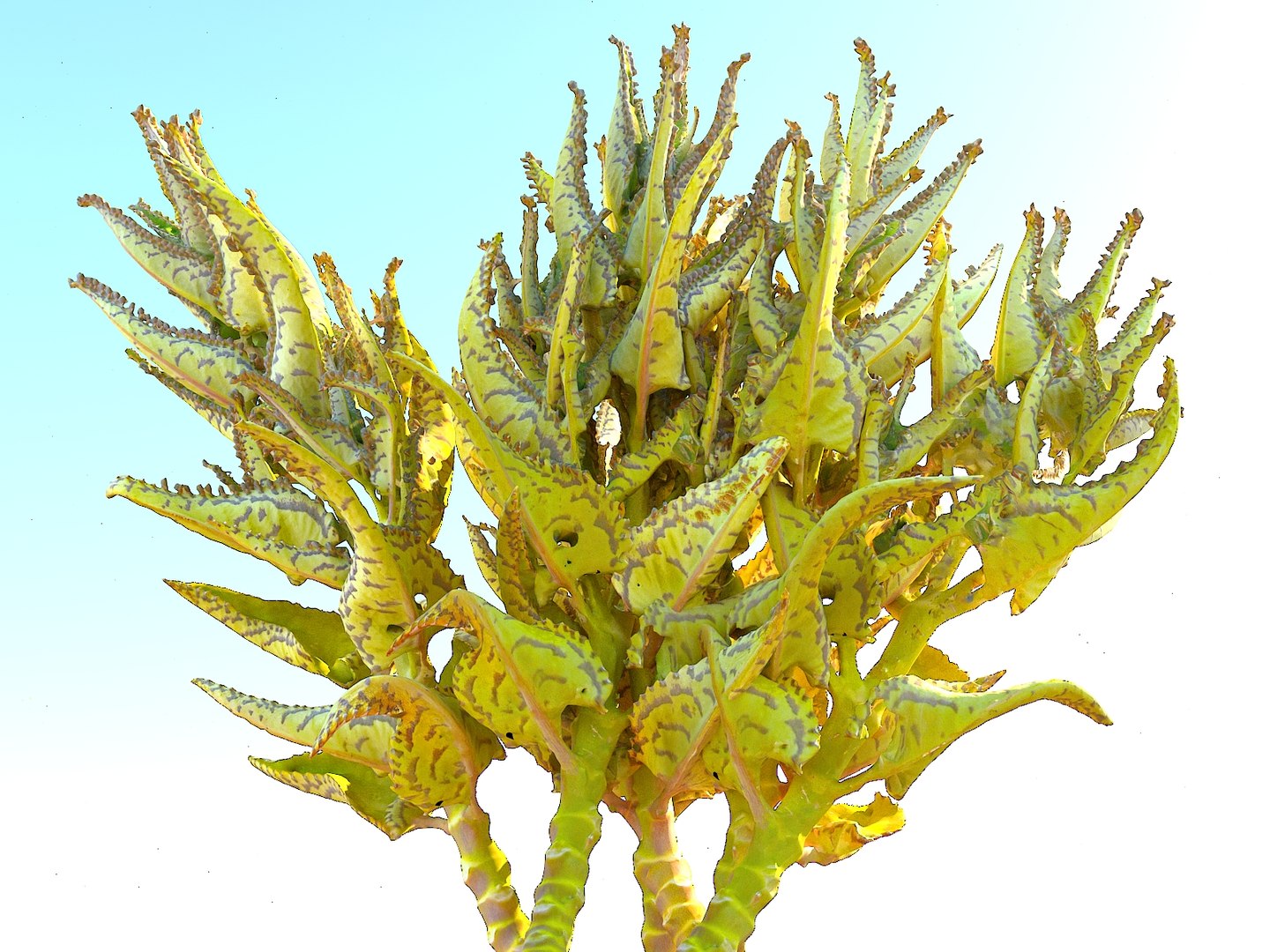 tropical plants scan 8k model https://p.turbosquid.com/ts-thumb/UK/ELLJ3r/YOAPwmVc/778678990/jpg/1565170402/1920x1080/fit_q87/c8356a63ca6244c33f0530dd926638f6bd10a7d2/778678990.jpg