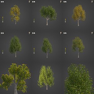 2021 PBR Oregon Ash Collection - Fraxinus Latifolia