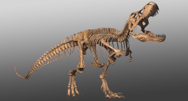 3D rex skeleton t - TurboSquid 1299587