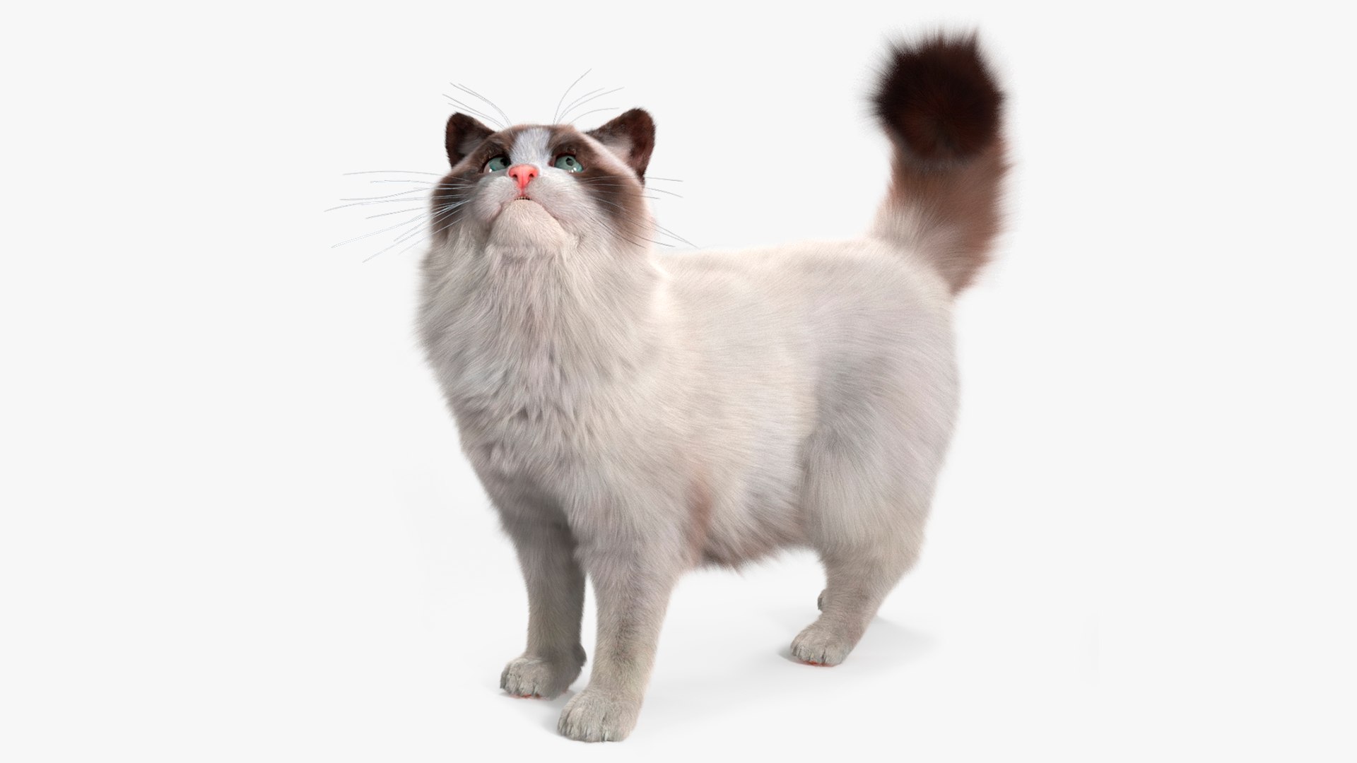 Ragdoll Cat Fur Rigged 3D model preview