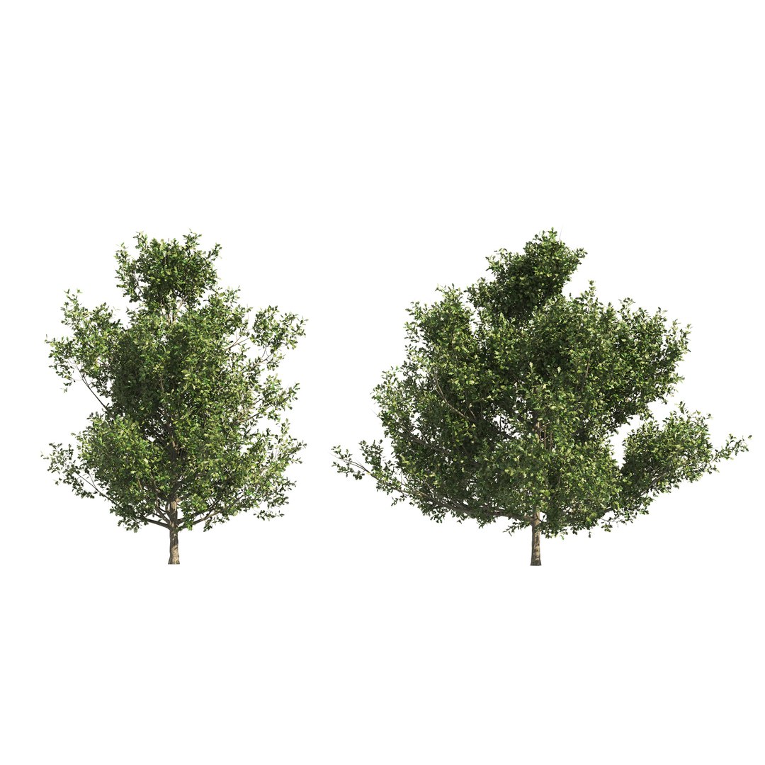 3D model 4 summer and fall Oak tree https://p.turbosquid.com/ts-thumb/UK/QJuzr3/6P/03pp/jpg/1654644774/1920x1080/fit_q87/afafb9f68faf5d723ba98428ae49ad7600467e42/03pp.jpg