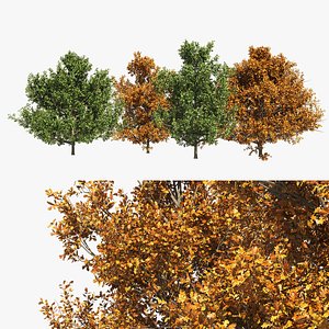 3D model 4 summer and fall Oak tree