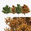 4 summer and fall Oak tree