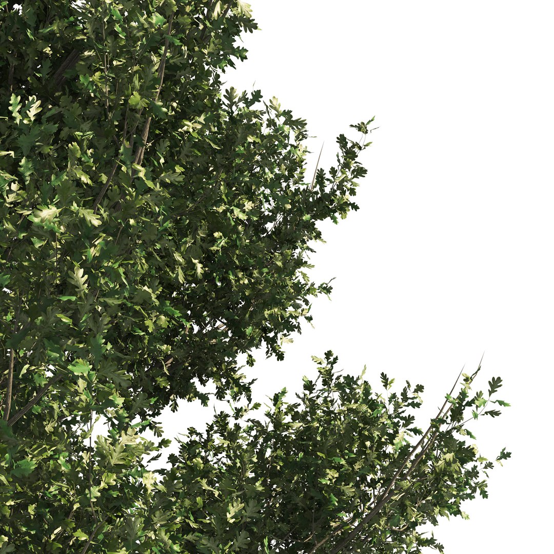 3D model 4 summer and fall Oak tree https://p.turbosquid.com/ts-thumb/UK/QJuzr3/MO/05pp/jpg/1654644776/1920x1080/fit_q87/fb6f1b6a34ca8c84395fb42ea94125d9ae17b218/05pp.jpg